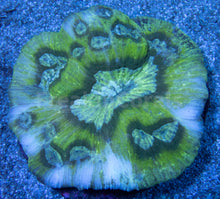 Load image into Gallery viewer, FK Green Graft Austrolomussa