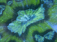 Load image into Gallery viewer, FK Green Graft Austrolomussa