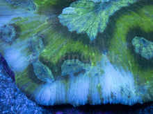 Load image into Gallery viewer, FK Green Graft Austrolomussa