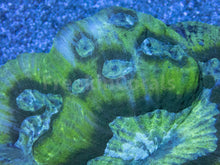 Load image into Gallery viewer, FK Green Graft Austrolomussa