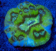 Load image into Gallery viewer, FK Green Graft Austrolomussa