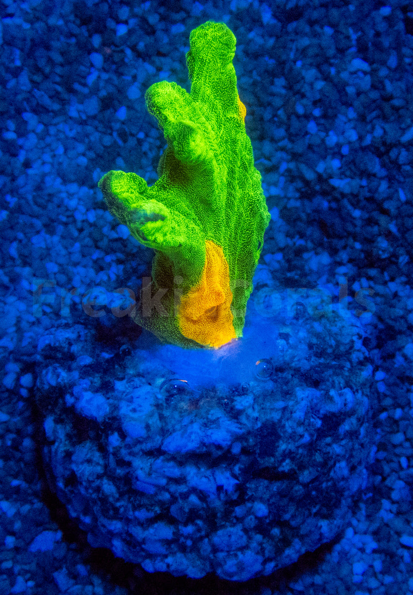 Jason Fox Space Invader Pectinia (USA Signature Coral