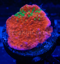 Load image into Gallery viewer, FK Encrusting Montipora Pack (5 Stunning Montiporas)