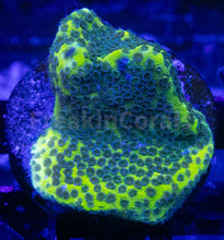 Load image into Gallery viewer, FK Encrusting Montipora Pack (5 Stunning Montiporas)