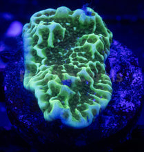 Load image into Gallery viewer, FK Encrusting Montipora Pack (5 Stunning Montiporas)