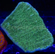 Load image into Gallery viewer, FK Encrusting Montipora Pack (5 Stunning Montiporas)