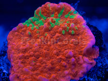 Load image into Gallery viewer, FK Encrusting Montipora Pack (5 Stunning Montiporas)