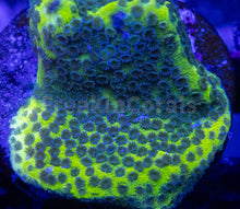 Load image into Gallery viewer, FK Encrusting Montipora Pack (5 Stunning Montiporas)