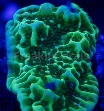 Load image into Gallery viewer, FK Encrusting Montipora Pack (5 Stunning Montiporas)