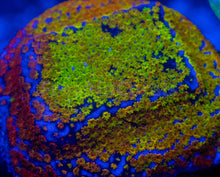 Load image into Gallery viewer, FK Encrusting Montipora Pack (5 Stunning Montiporas)