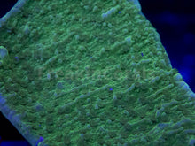 Load image into Gallery viewer, FK Encrusting Montipora Pack (5 Stunning Montiporas)