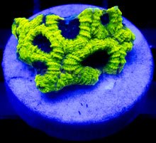 Load image into Gallery viewer, FK USA Signature LPS Pack (5 LPS Frags)