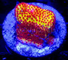 Load image into Gallery viewer, FK USA Signature LPS Pack (5 LPS Frags)