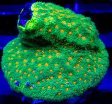 Load image into Gallery viewer, FK USA Signature LPS Pack (5 LPS Frags)