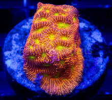 Load image into Gallery viewer, FK USA Signature LPS Pack (5 LPS Frags)