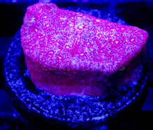 Load image into Gallery viewer, FK USA Signature LPS Pack (5 LPS Frags)