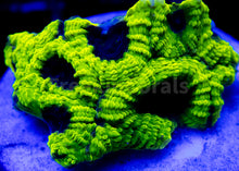 Load image into Gallery viewer, FK USA Signature LPS Pack (5 LPS Frags)