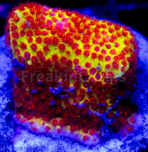 Load image into Gallery viewer, FK USA Signature LPS Pack (5 LPS Frags)