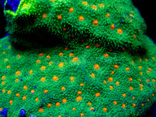 Load image into Gallery viewer, FK USA Signature LPS Pack (5 LPS Frags)