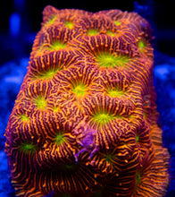 Load image into Gallery viewer, FK USA Signature LPS Pack (5 LPS Frags)