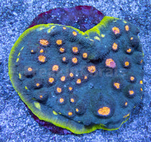 Load image into Gallery viewer, FK Venom Eye Chalice