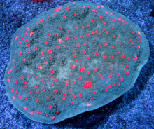 Load image into Gallery viewer, FK Miami Hurricane Chalice