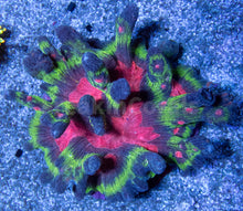 Load image into Gallery viewer, FK Rainbow Pectina Colony