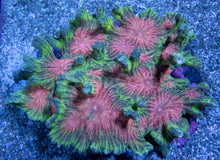 Load image into Gallery viewer, FK Soft Glow Pectina