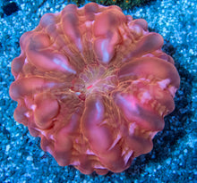 Carregar imagem no visualizador da galeria, FK Fiery Ember Cynarina