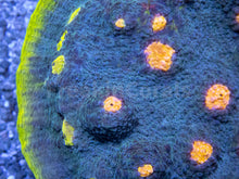 Load image into Gallery viewer, FK Venom Eye Chalice