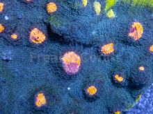 Load image into Gallery viewer, FK Venom Eye Chalice