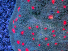 Load image into Gallery viewer, FK Miami Hurricane Chalice