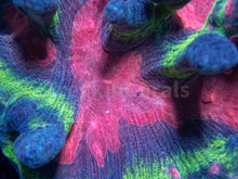 Load image into Gallery viewer, FK Rainbow Pectina Colony