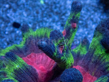 Load image into Gallery viewer, FK Rainbow Pectina Colony
