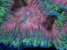 Load image into Gallery viewer, FK Soft Glow Pectina