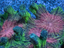 Load image into Gallery viewer, FK Soft Glow Pectina