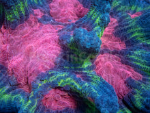 Load image into Gallery viewer, FK Rainbow Pectina Colony