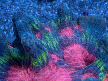 Load image into Gallery viewer, FK Rainbow Pectina Colony