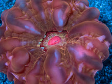 Carregar imagem no visualizador da galeria, FK Fiery Ember Cynarina