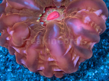 Carregar imagem no visualizador da galeria, FK Fiery Ember Cynarina