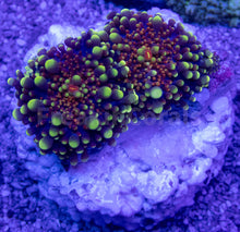 Carregar imagem no visualizador da galeria, FK Egg Boil Ricordea Yuma