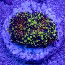 Carregar imagem no visualizador da galeria, FK Egg Boil Ricordea Yuma