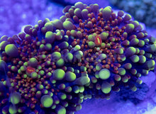 Carregar imagem no visualizador da galeria, FK Egg Boil Ricordea Yuma