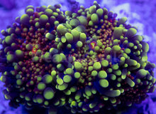 Carregar imagem no visualizador da galeria, FK Egg Boil Ricordea Yuma