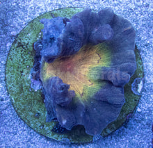 Load image into Gallery viewer, Pectinia "Radiant Inferno" Coral