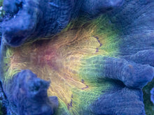 Load image into Gallery viewer, Pectinia "Radiant Inferno" Coral