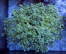 Carregar imagem no visualizador da galeria, Euphyllia "Mint Mirage" Paradivisa Coral