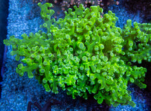 Carregar imagem no visualizador da galeria, Euphyllia "Toxic Emerald" Paradivisa Coral