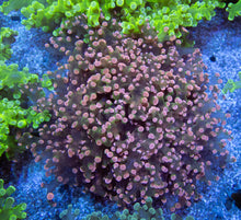 Carregar imagem no visualizador da galeria, Euphyllia "Cherry Blossom" Paradivisa Coral