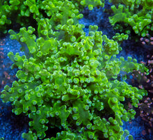 Carregar imagem no visualizador da galeria, Euphyllia "Toxic Emerald" Paradivisa Coral